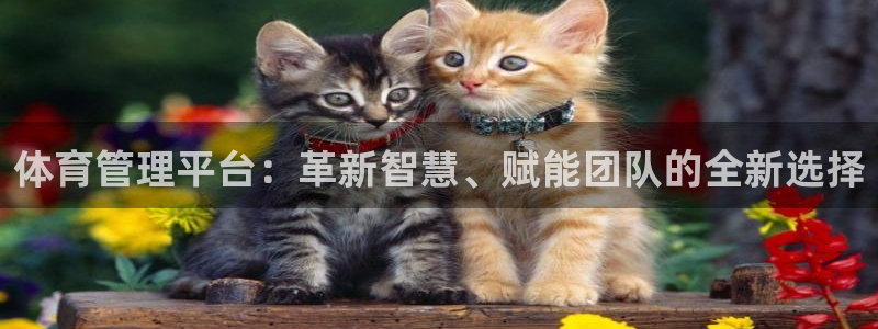 必一体育app官方下载入口：体育管理平台：革新智慧、赋能团队